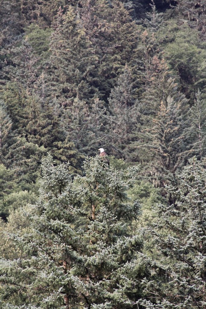 Bald eagle, in a group of evergreen trees, looking to the left. Taken in Skagway, Alaska. Alaska cruise tips.